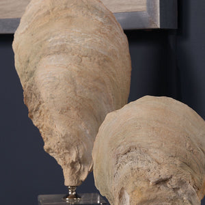 Oyster Shell Sculptures, S/2 - modern accessories for a personalized living space | Image 4 | InSTYLE Home & Rugs