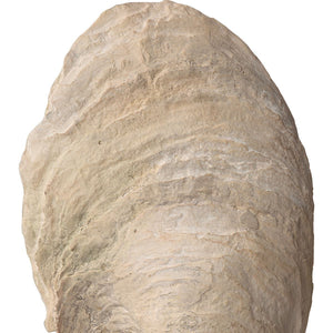 Oyster Shell Sculptures, S/2 - modern accessories for a personalized living space | Image 6 | InSTYLE Home & Rugs