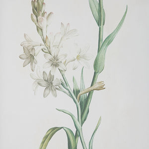 Heirloom Blooms Study Framed Prints, S/4 - bold and creative art for unique interior décor | Image 5 | InSTYLE Home & Rugs