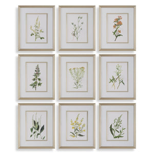 Botanical Flowers Framed Prints, S/9 - timeless artwork that brings character to any space | Image 2 | InSTYLE Home & Rugs