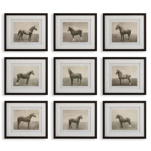 Equine Dynasty Framed Prints, S/9 - bold and creative art for unique interior décor | Image 2 | InSTYLE Home & Rugs