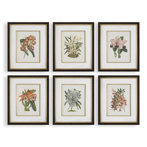 Orchid Botanical Framed Prints, S/6 - eye-catching art pieces to enhance your home design | Image 2 | InSTYLE Home & Rugs