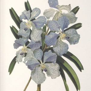 Orchid Botanical Framed Prints, S/6 - eye-catching art pieces to enhance your home design | Image 5 | InSTYLE Home & Rugs