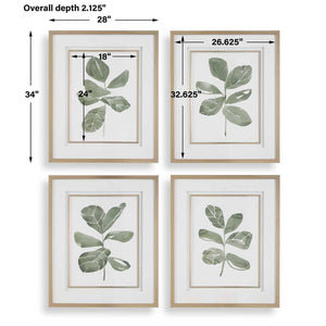 Fiddle Head Leaf Framed Prints, S/4 - timeless artwork that brings character to any space | Image 7 | InSTYLE Home & Rugs