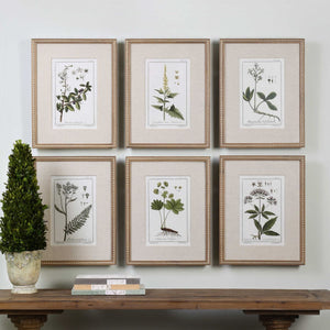 Green Floral Botanical Study Framed Prints, S/6 - bold and creative art for unique interior décor | Image 1 | InSTYLE Home & Rugs