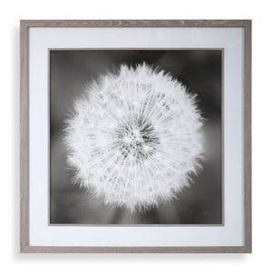 Dandelion Seedhead Framed Print - bold and creative art for unique interior décor | Image 2 | InSTYLE Home & Rugs