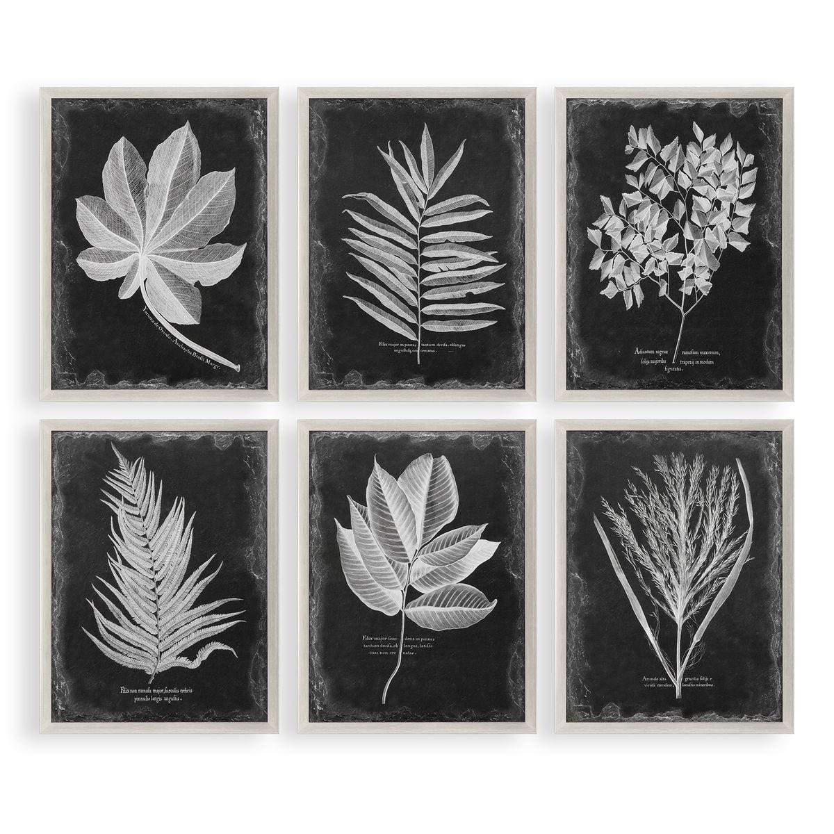 Foliage Framed Prints, S/6 - bold and creative art for unique interior décor | Image 1 | InSTYLE Home & Rugs