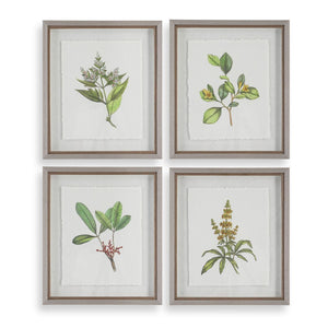 Wildflower Study Framed Prints, S/4 - timeless artwork that brings character to any space | Image 2 | InSTYLE Home & Rugs