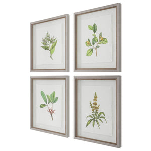 Wildflower Study Framed Prints, S/4 - timeless artwork that brings character to any space | Image 3 | InSTYLE Home & Rugs