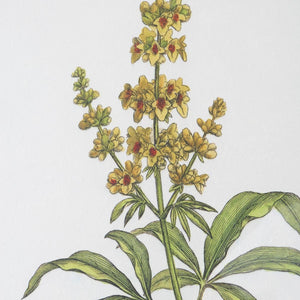 Wildflower Study Framed Prints, S/4 - timeless artwork that brings character to any space | Image 4 | InSTYLE Home & Rugs