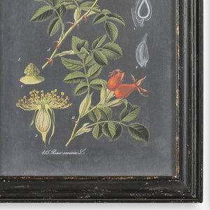 Midnight Botanicals Framed Prints, S/2 - bold and creative art for unique interior décor | Image 3 | InSTYLE Home & Rugs