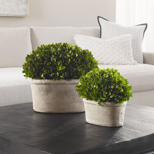 Preserved Boxwood Oval Domes, S/2 - decor accents and accessories for every room | Image 4 | InSTYLE Home & Rugs