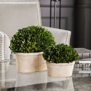 Preserved Boxwood Oval Domes, S/2 - decor accents and accessories for every room | Image 1 | InSTYLE Home & Rugs