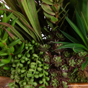 Salar Succulents - decor accents and accessories for every room | Image 6 | InSTYLE Home & Rugs