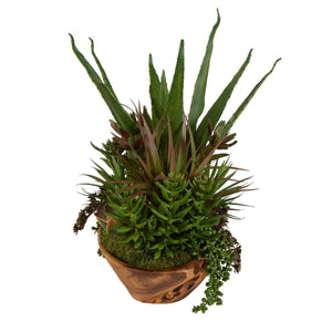 Salar Succulents - decor accents and accessories for every room | Image 5 | InSTYLE Home & Rugs
