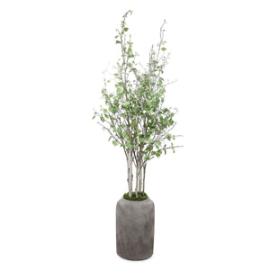 Aldis Potted River Birch - decor accents and accessories for every room | Image 2 | InSTYLE Home & Rugs