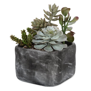 Alverio Succulents - modern accessories for a personalized living space | Image 2 | InSTYLE Home & Rugs