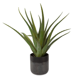 Tucson Aloe Planter - decor accents and accessories for every room | Image 3 | InSTYLE Home & Rugs