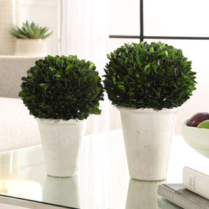 Preserved Boxwood Domes, S/2 - decor accents and accessories for every room | Image 3 | InSTYLE Home & Rugs