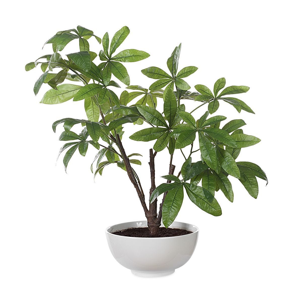 Pachira Money Tree - stylish home accessories to complete your decor | Image 2 | InSTYLE Home & Rugs