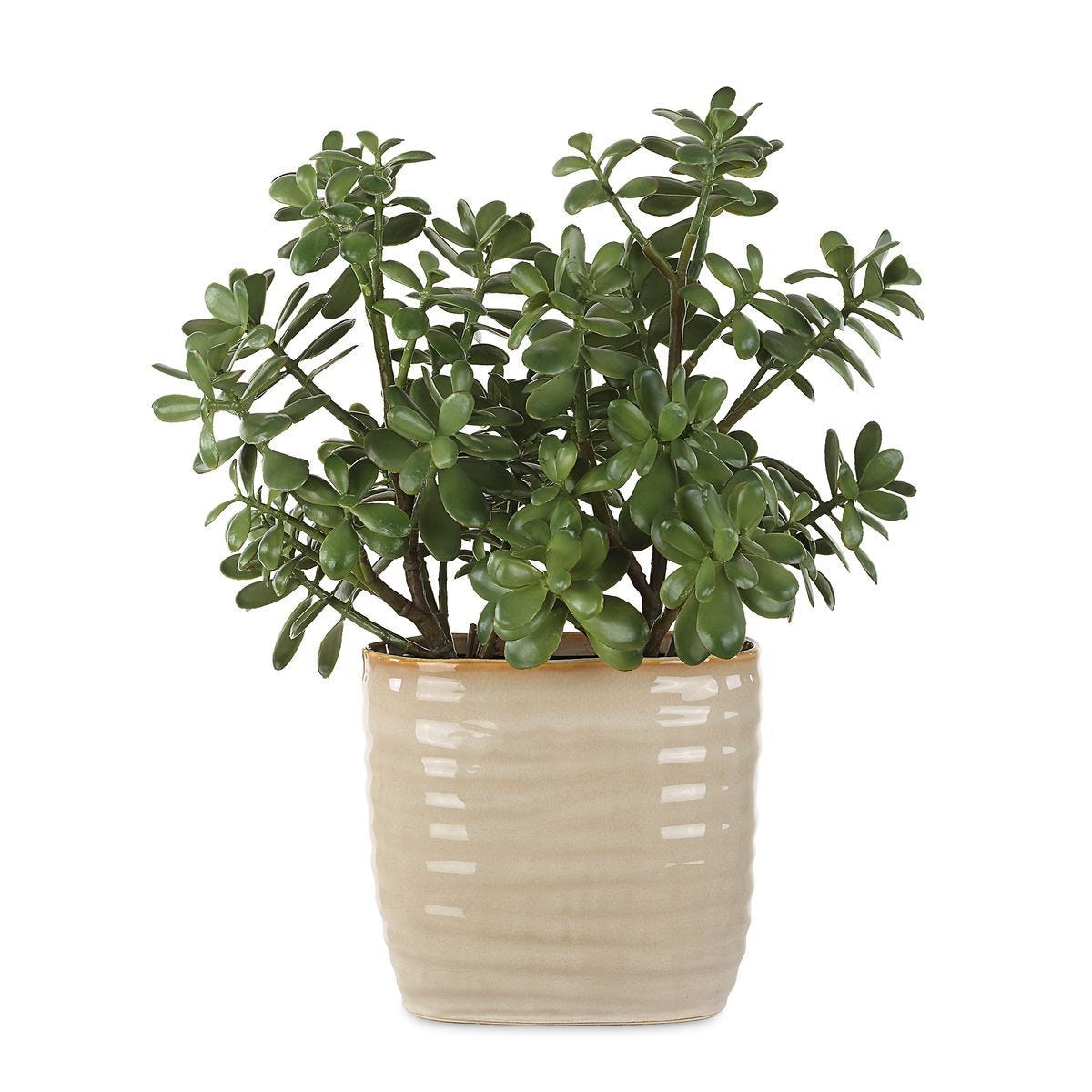 Crassula Jade Accent - modern accessories for a personalized living space | Image 2 | InSTYLE Home & Rugs