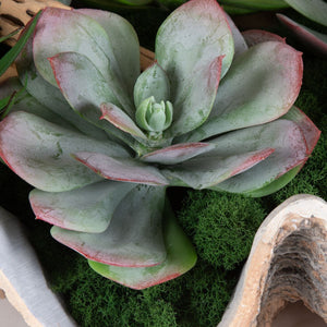 Seaside Breeze Succulents - decor accents and accessories for every room | Image 3 | InSTYLE Home & Rugs