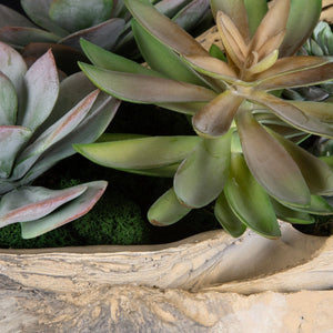 Seaside Breeze Succulents - decor accents and accessories for every room | Image 4 | InSTYLE Home & Rugs