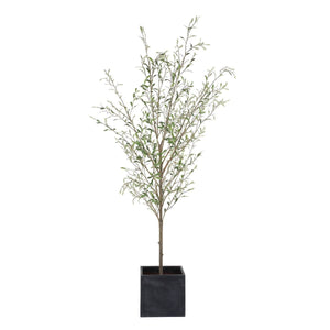 Abundance Potted Olive Tree - decor accents and accessories for every room | Image 3 | InSTYLE Home & Rugs