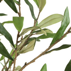 Abundance Potted Olive Tree - decor accents and accessories for every room | Image 4 | InSTYLE Home & Rugs
