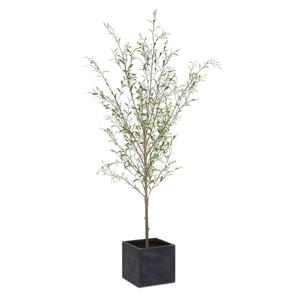Abundance Potted Olive Tree - decor accents and accessories for every room | Image 2 | InSTYLE Home & Rugs
