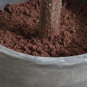 Eden Potted Fig Tree - modern accessories for a personalized living space | Image 4 | InSTYLE Home & Rugs