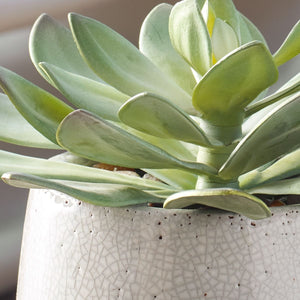 Dudleya Outdoor Succulent - modern accessories for a personalized living space | Image 3 | InSTYLE Home & Rugs