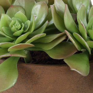 Sable Succulent Accent - modern accessories for a personalized living space | Image 7 | InSTYLE Home & Rugs