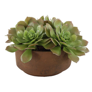 Sable Succulent Accent - modern accessories for a personalized living space | Image 4 | InSTYLE Home & Rugs