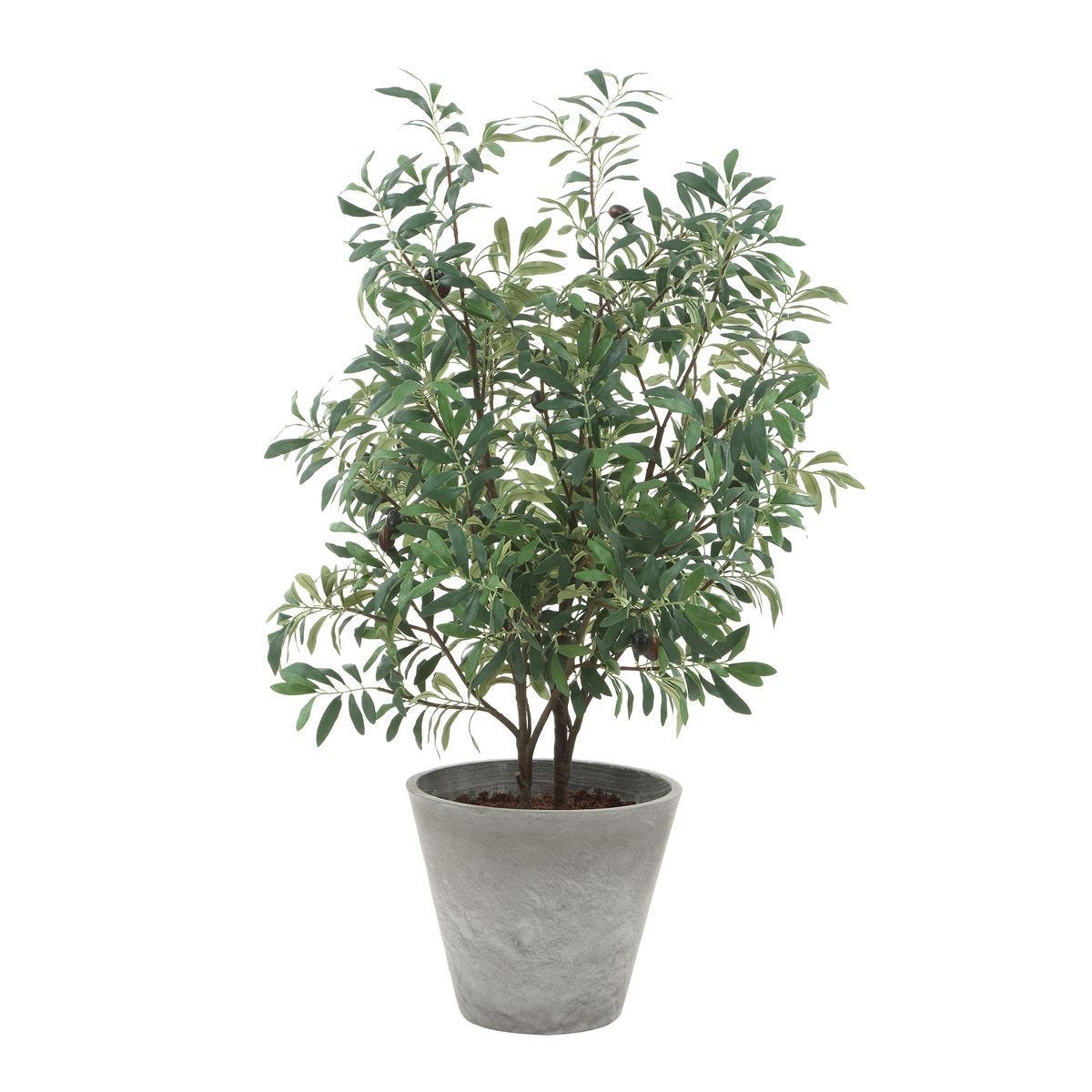 Marisol Potted Olive - stylish home accessories to complete your decor | Image 2 | InSTYLE Home & Rugs