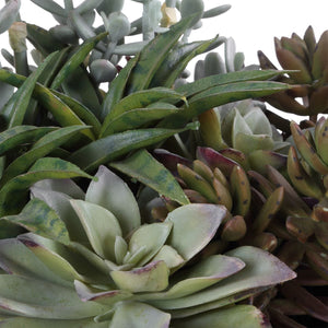 Greystone Indoor-Outdoor Succulent - stylish home accessories to complete your decor | Image 7 | InSTYLE Home & Rugs