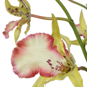 Spider Orchid - decor accents and accessories for every room | Image 8 | InSTYLE Home & Rugs