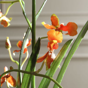 Dancing Orchid - modern accessories for a personalized living space | Image 3 | InSTYLE Home & Rugs