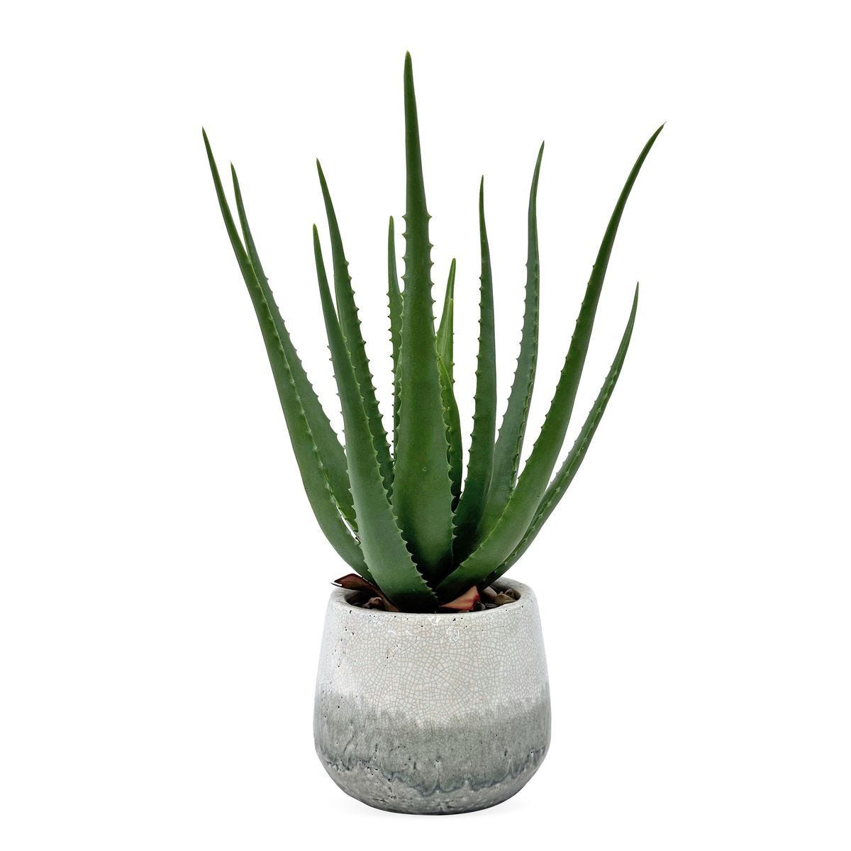 Veranda Indoor-Outdoor Aloe Accent - decor accents and accessories for every room | Image 1 | InSTYLE Home & Rugs