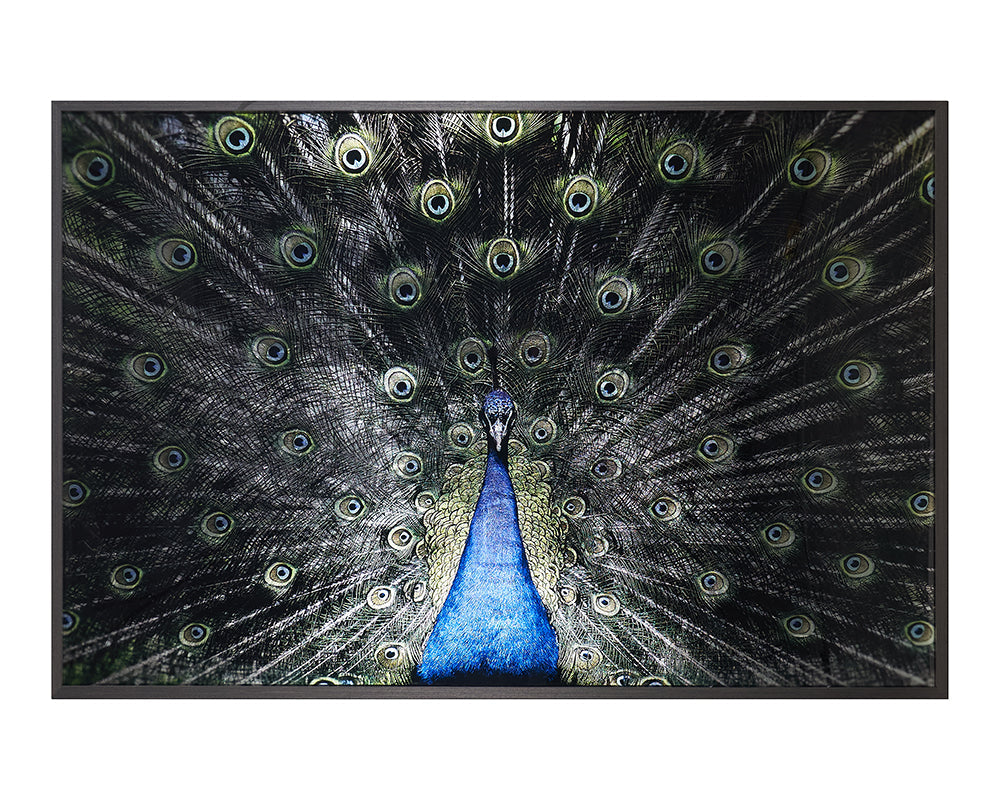 Brilliant Plumage - choose from a variety of prints, paintings, and photography | Image 1 | InSTYLE Home & Rugs