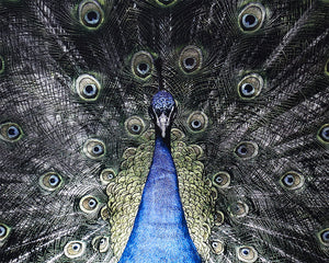 Brilliant Plumage - choose from a variety of prints, paintings, and photography | Image 5 | InSTYLE Home & Rugs