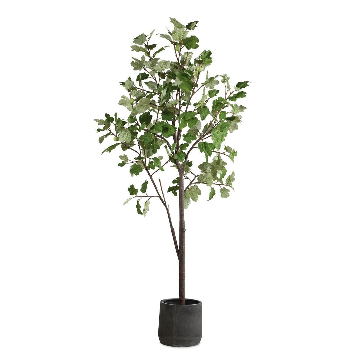 Eden Potted Fig Tree - modern accessories for a personalized living space | Image 1 | InSTYLE Home & Rugs
