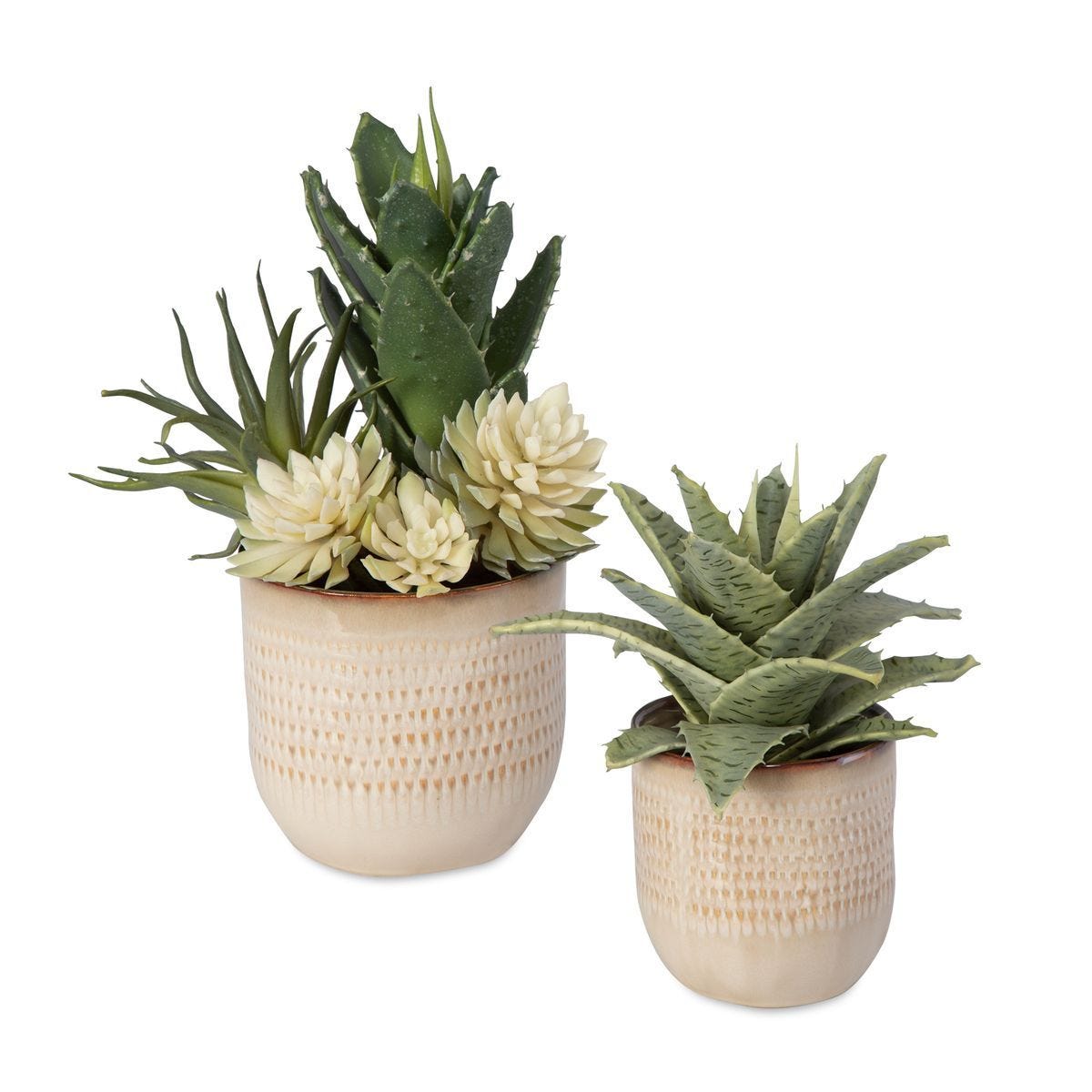 Seaside Succulents, S/2 - modern accessories for a personalized living space | Image 1 | InSTYLE Home & Rugs