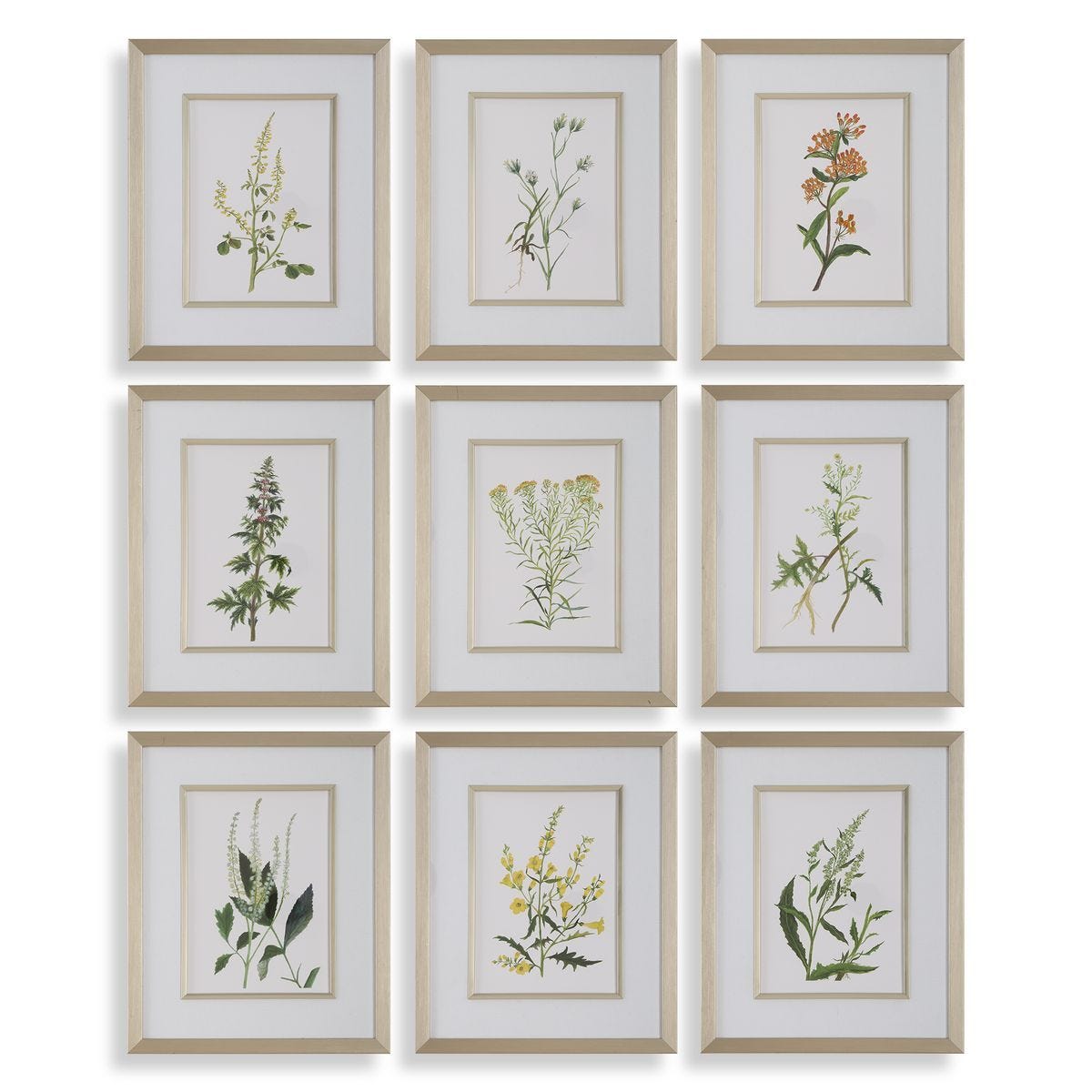 Botanical Flowers Framed Prints, S/9 - timeless artwork that brings character to any space | Image 1 | InSTYLE Home & Rugs