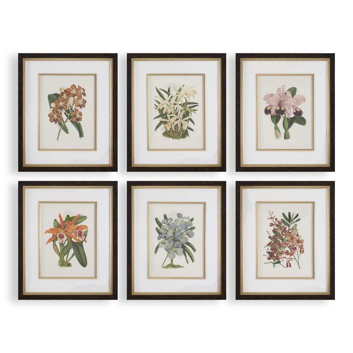 Orchid Botanical Framed Prints, S/6 - eye-catching art pieces to enhance your home design | Image 1 | InSTYLE Home & Rugs