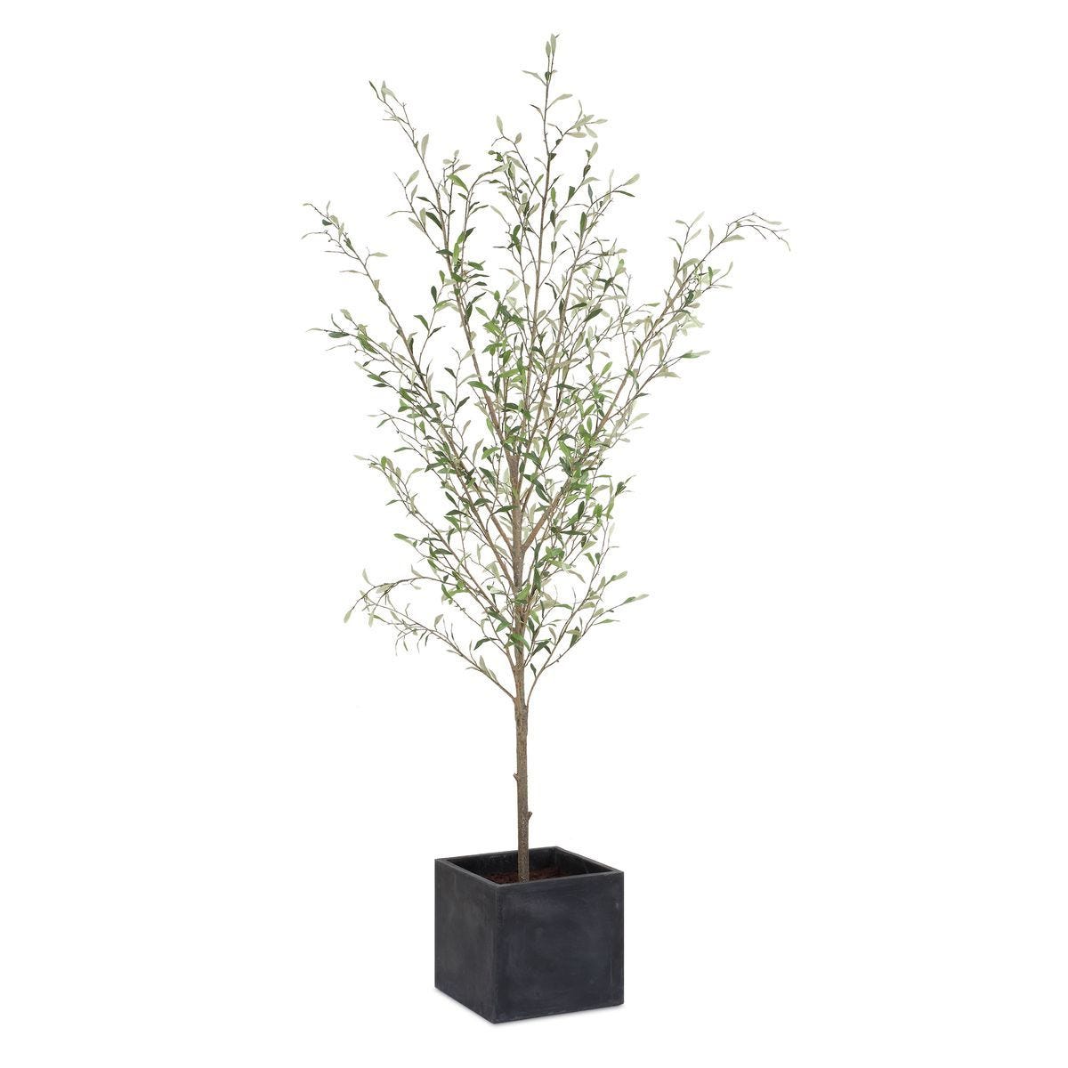 Abundance Potted Olive Tree - decor accents and accessories for every room | Image 1 | InSTYLE Home & Rugs