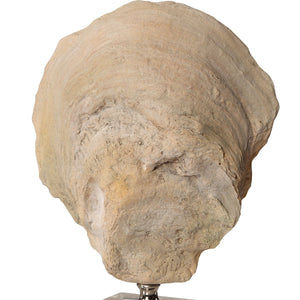 Oyster Shell Sculptures, S/2 - modern accessories for a personalized living space | Image 5 | InSTYLE Home & Rugs