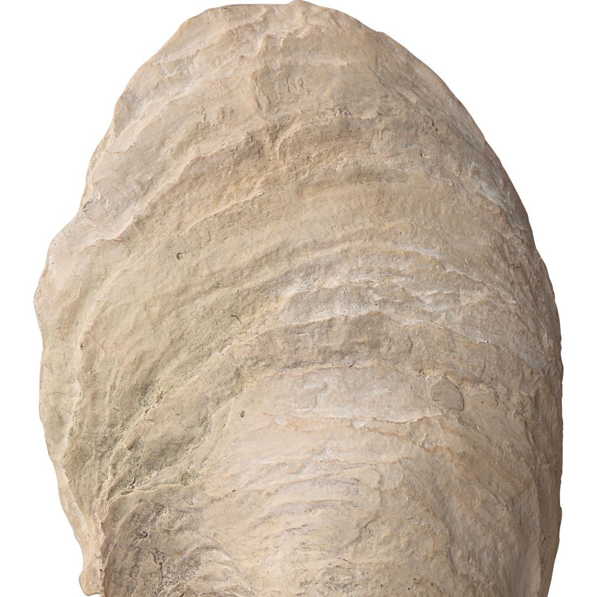 Oyster Shell Sculptures, S/2 - modern accessories for a personalized living space | Image 6 | InSTYLE Home & Rugs