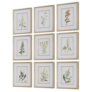 Botanical Flowers Framed Prints, S/9 - timeless artwork that brings character to any space | Image 4 | InSTYLE Home & Rugs