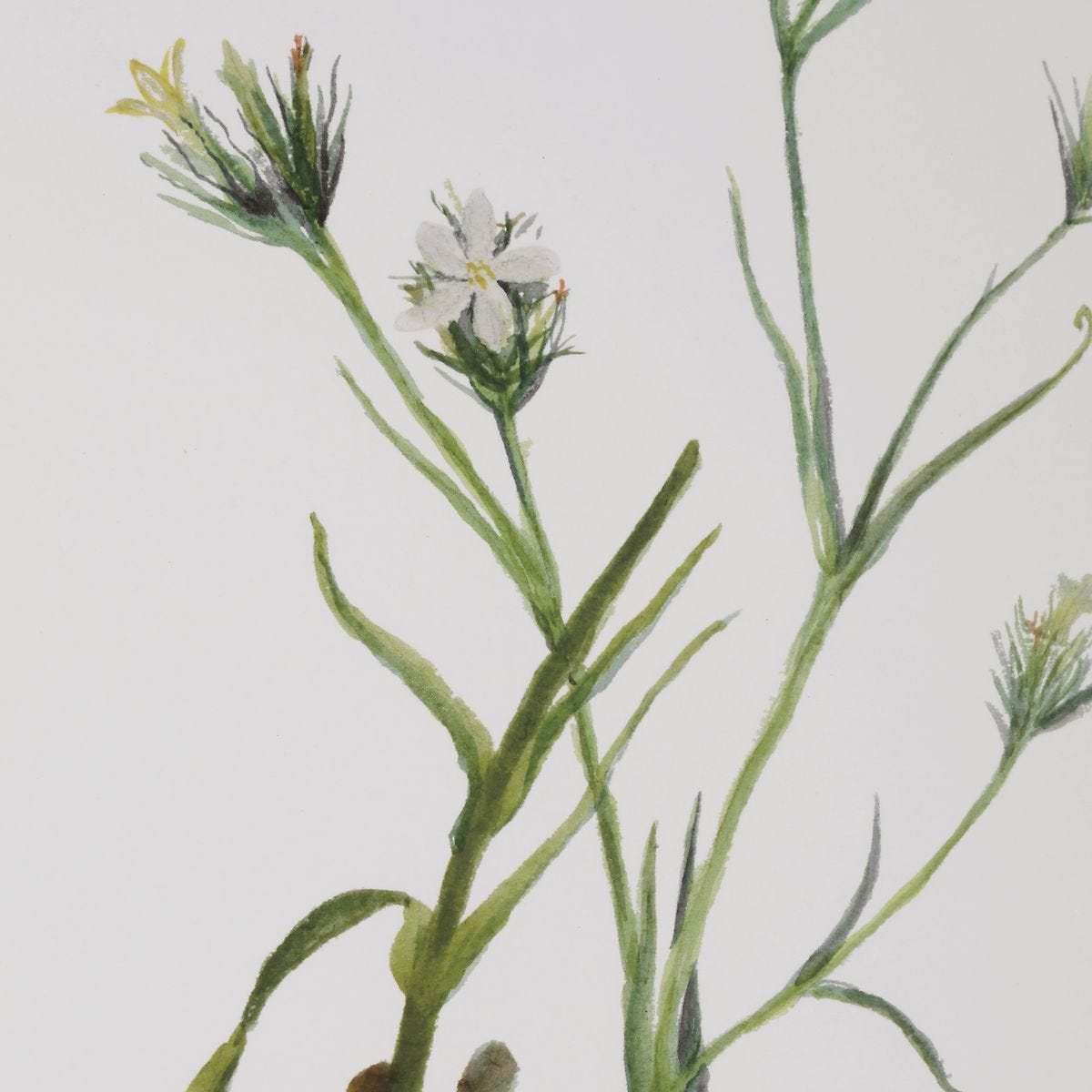 Botanical Flowers Framed Prints, S/9 - timeless artwork that brings character to any space | Image 5 | InSTYLE Home & Rugs